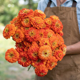 Benary's Giant Orange, Zinnia Seeds